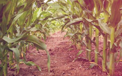 Real-Time Crop Monitoring and Data-Driven Farm Management