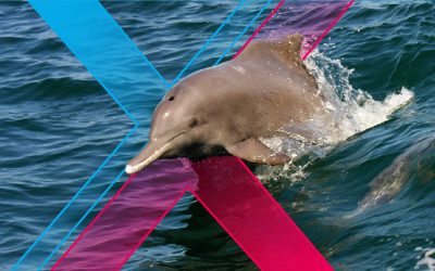 Xpedite Technologies Powers Humpback Dolphin Research Initiative